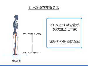 人が直立したときの図