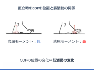 直立時のCOPの位置と筋活動の関係